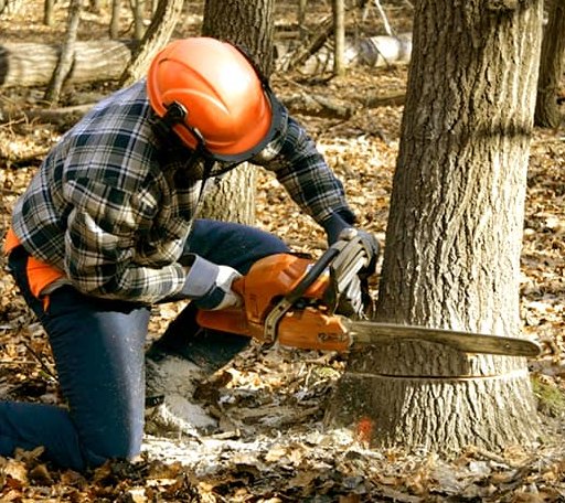 Tree Removal in Wolf Lake, IL